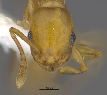 Media type: image;   Entomology 583615 Aspect: head frontal view